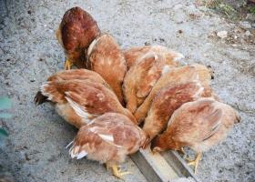 Делаем кормушки для куриц своими руками: пластиковые, бункерные, деревянные