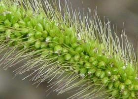 Щетинник зеленый: характеристика, описание, методы борьбы с сорняком Размножение, выращивание из семян