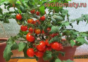 Как вырастить помидоры дома зимой