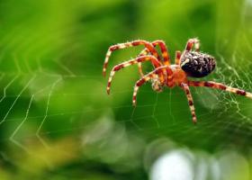 Märk: ämblik majas on hea või halb, miks te ei saa kodus ämblikke tappa?