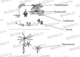 Abstract sexual reproduction and its biological significance