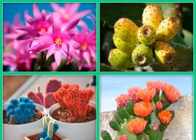 Huvitavaid fakte kaktuste kohta