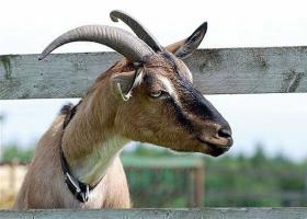 How compatible are the bull and the goat according to the eastern horoscope?