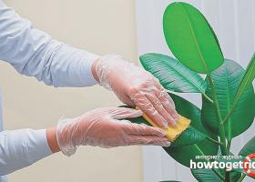 How to get rid of aphids on indoor flowers